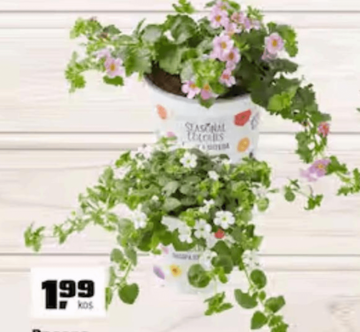 Bacopa - Akcija v trgovini Obi