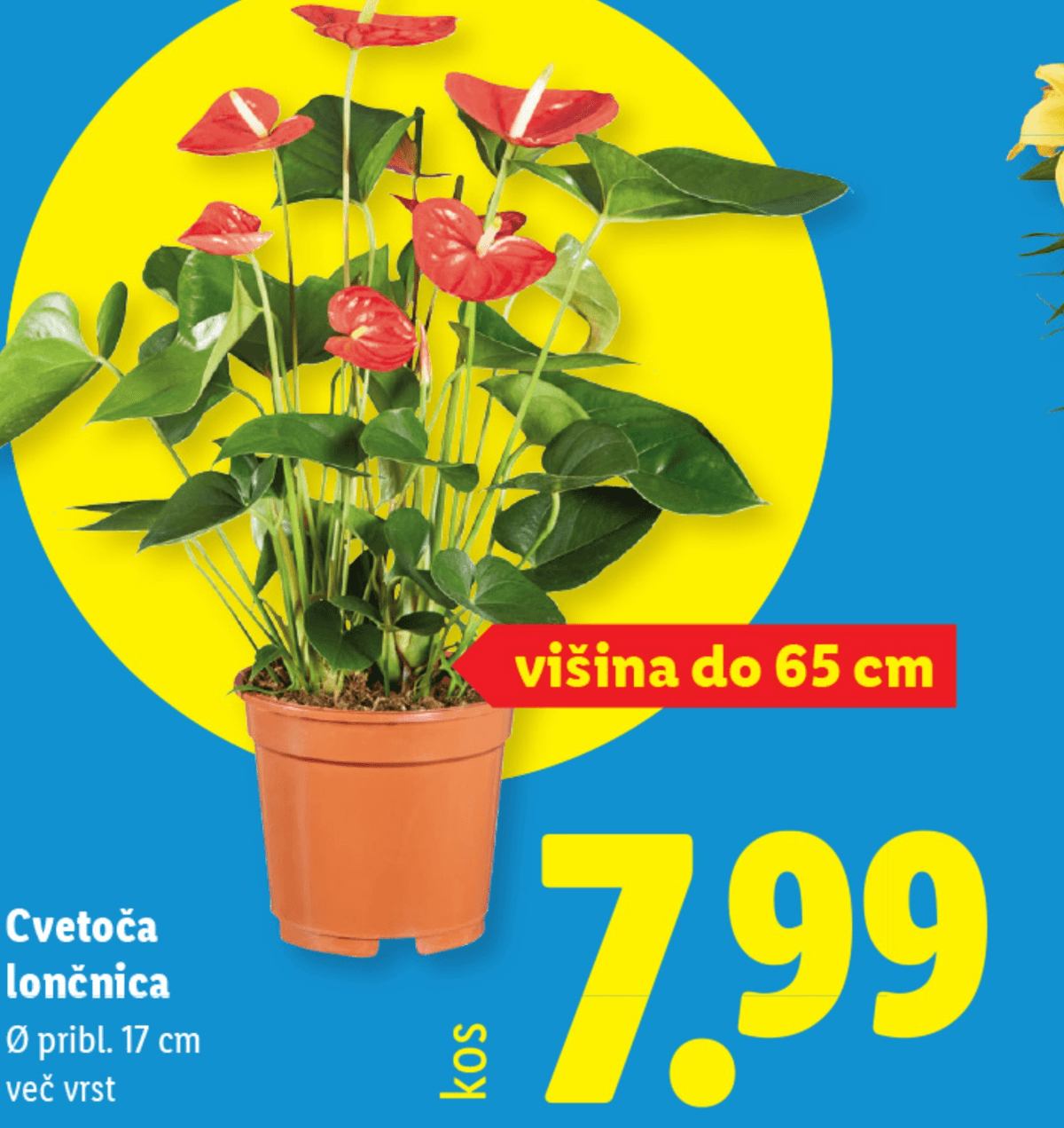 Cvetoča lončnica - Akcija v trgovini Lidl