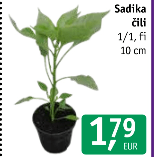 Sadika čili 1/1 - Akcija v trgovini Jager