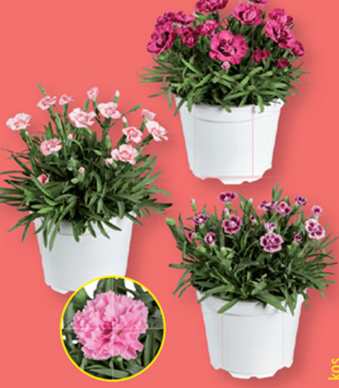 Nagelj Ø pribl. 12 cm, višina: pribl. 22 do 28 cm - Akcija v trgovini Lidl