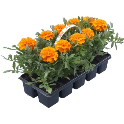 Žametnica 10 kosov - Akcija v trgovini Obi