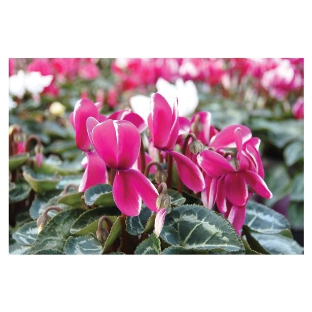 Volmary Ciklama 'Angel Wings Mini' - Akcija v trgovini Bauhaus