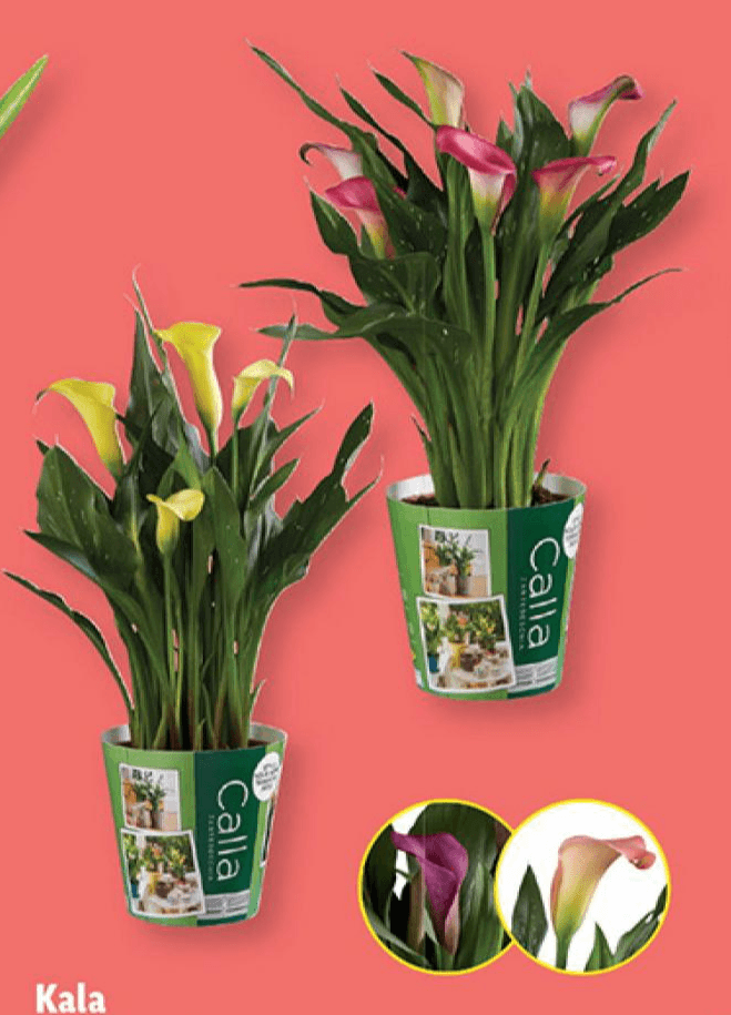 Kala Ø pribl. 12 cm Akcija v trgovini Lidl