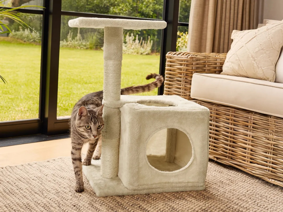 ZOOFARI Mačje drevo - Akcija v trgovini Lidl