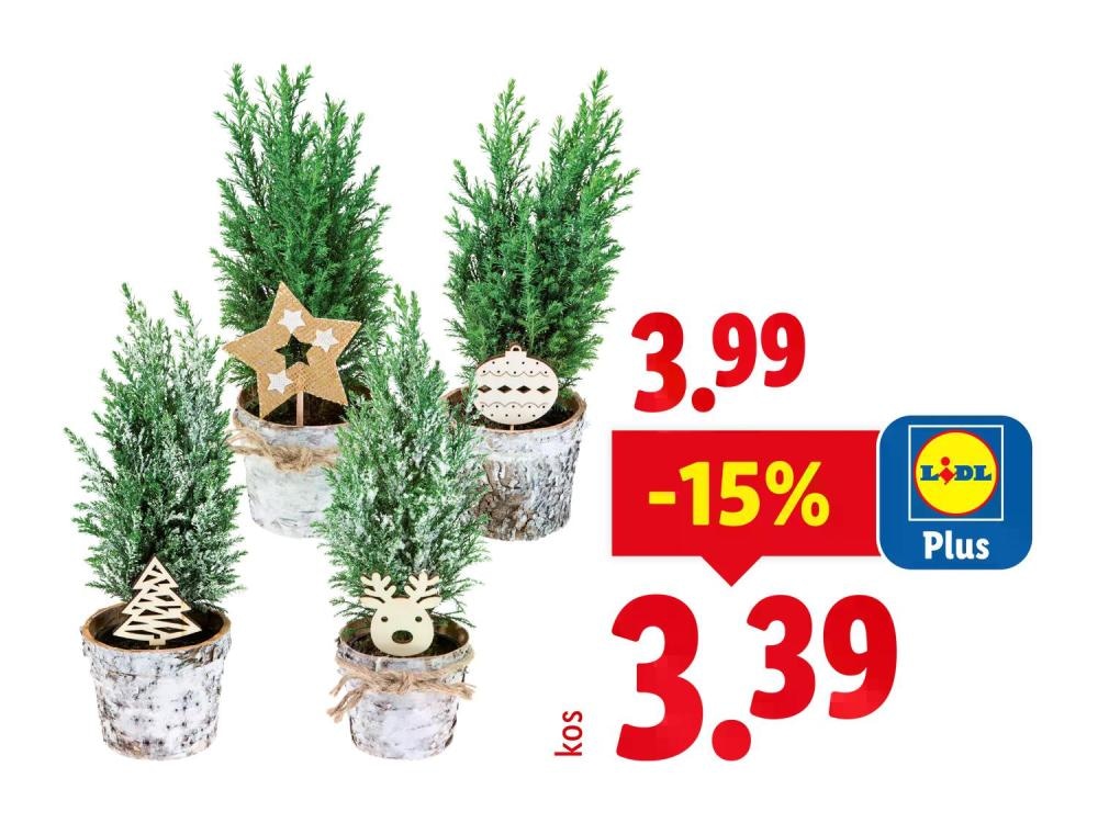 Iglavci v loncu z okraskom - Akcija v trgovini Lidl