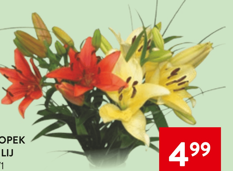 Šopek Lilij 3/1 - Akcija v trgovini Spar