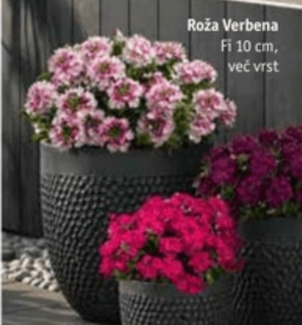 Roža Verbena Fi 10 cm - Akcija v trgovini Jager