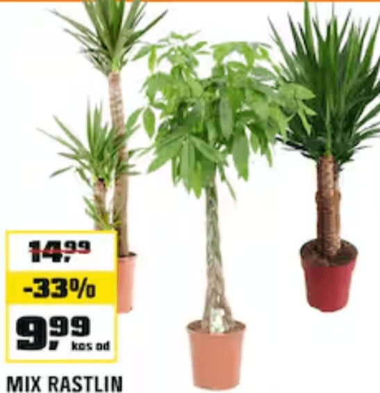 Mix rastlin - Akcija v trgovini Obi