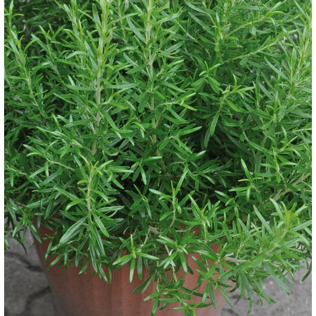 Rožmarin 'Abraxas' Volmary - Akcija v trgovini Bauhaus