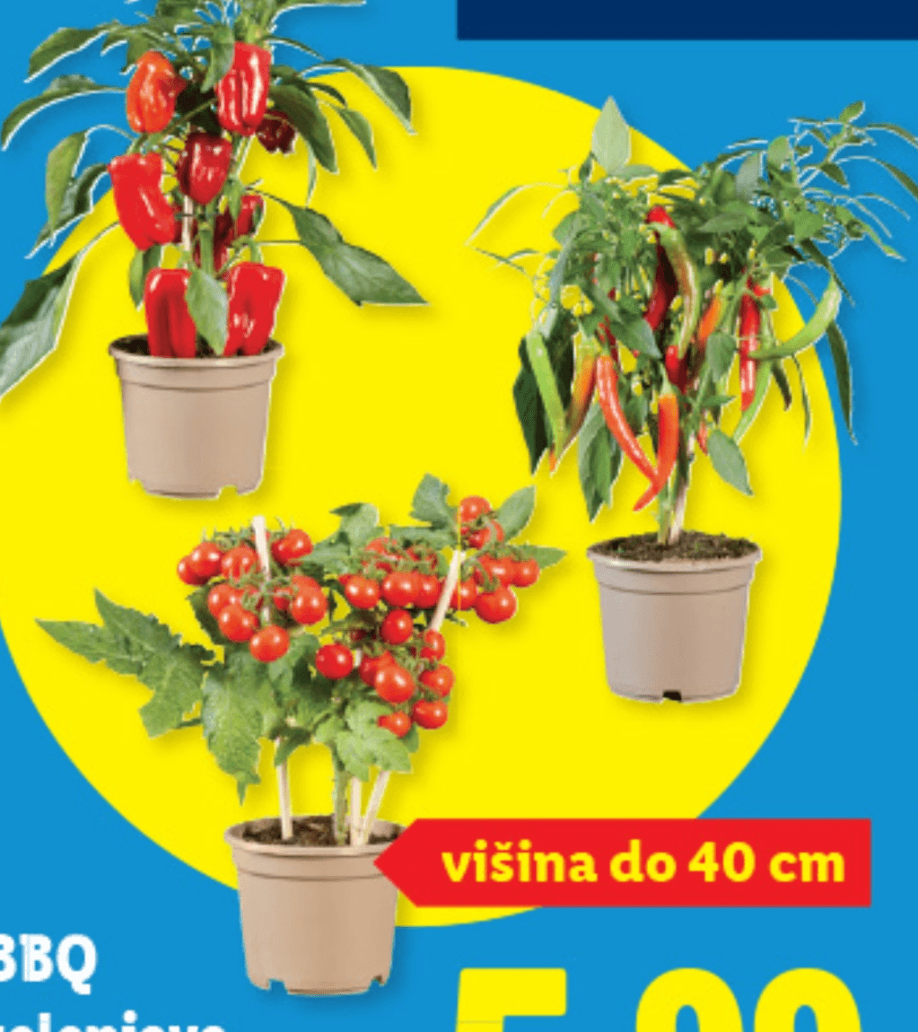 BBQ zelenjava - Akcija v trgovini Lidl