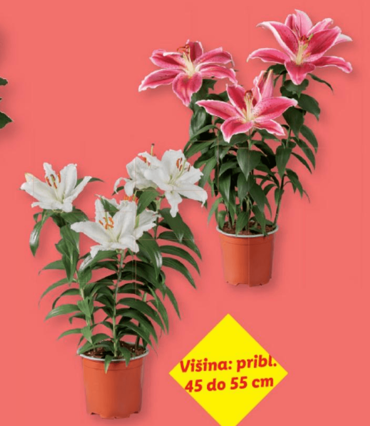 Lilija - Akcija v trgovini Lidl