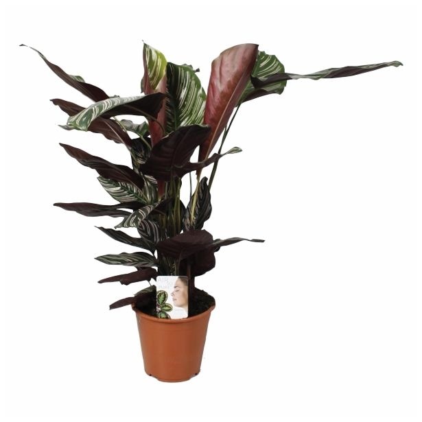 Lončnica CALATHEA SANDERIANA Ø 19, 80 cm - Akcija v trgovini Pevex