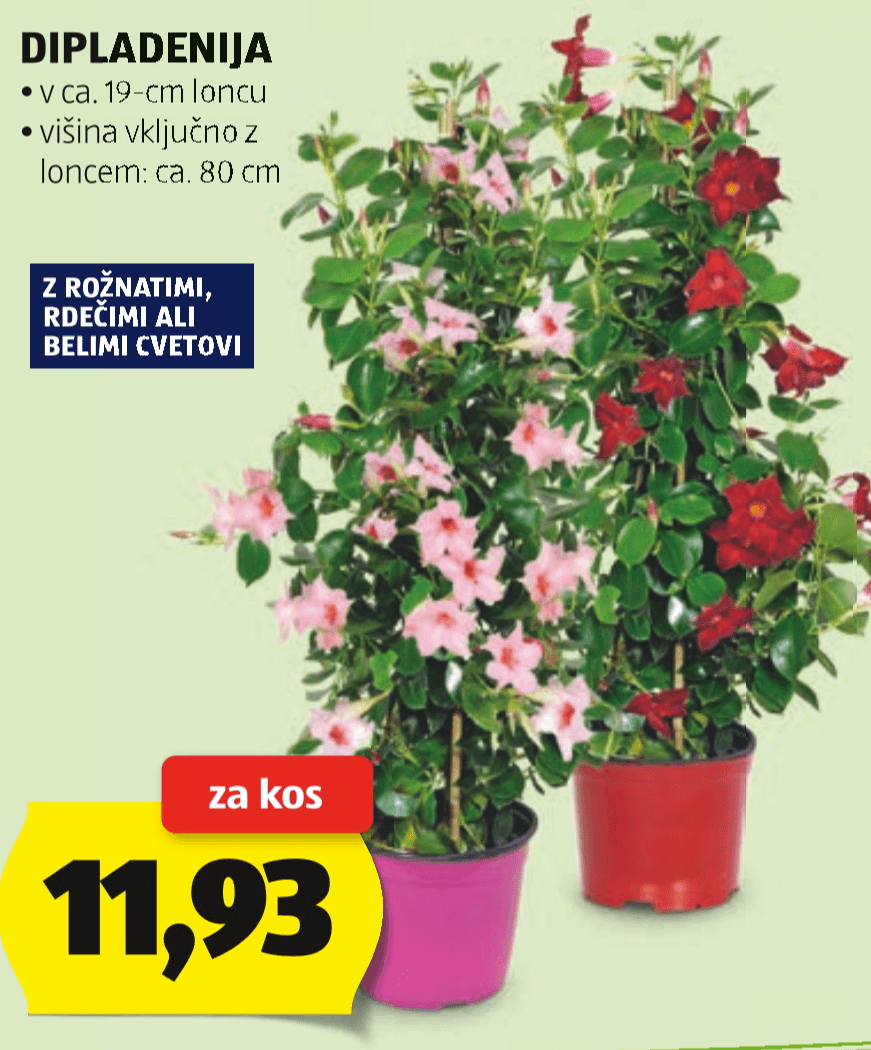 Dipladenija v ca. 19-cm loncu - Akcija v trgovini Hofer