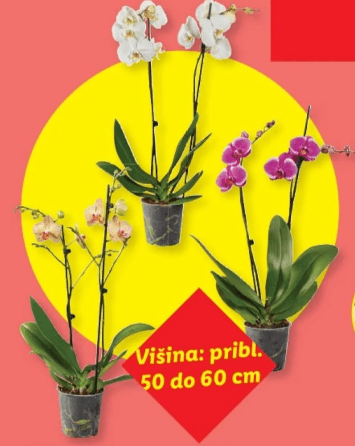 Orhideja „Phalaenopsis“ - Akcija v trgovini Lidl
