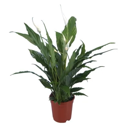 Lončnica Spatifil - Akcija v trgovini Tuš