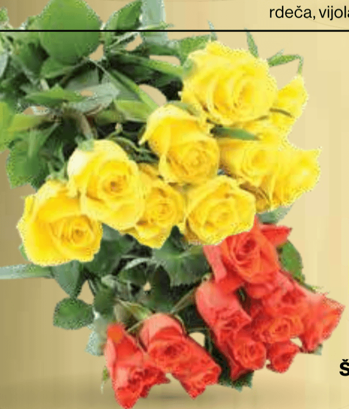 Šopek vrtnice - Akcija v trgovini Mercator