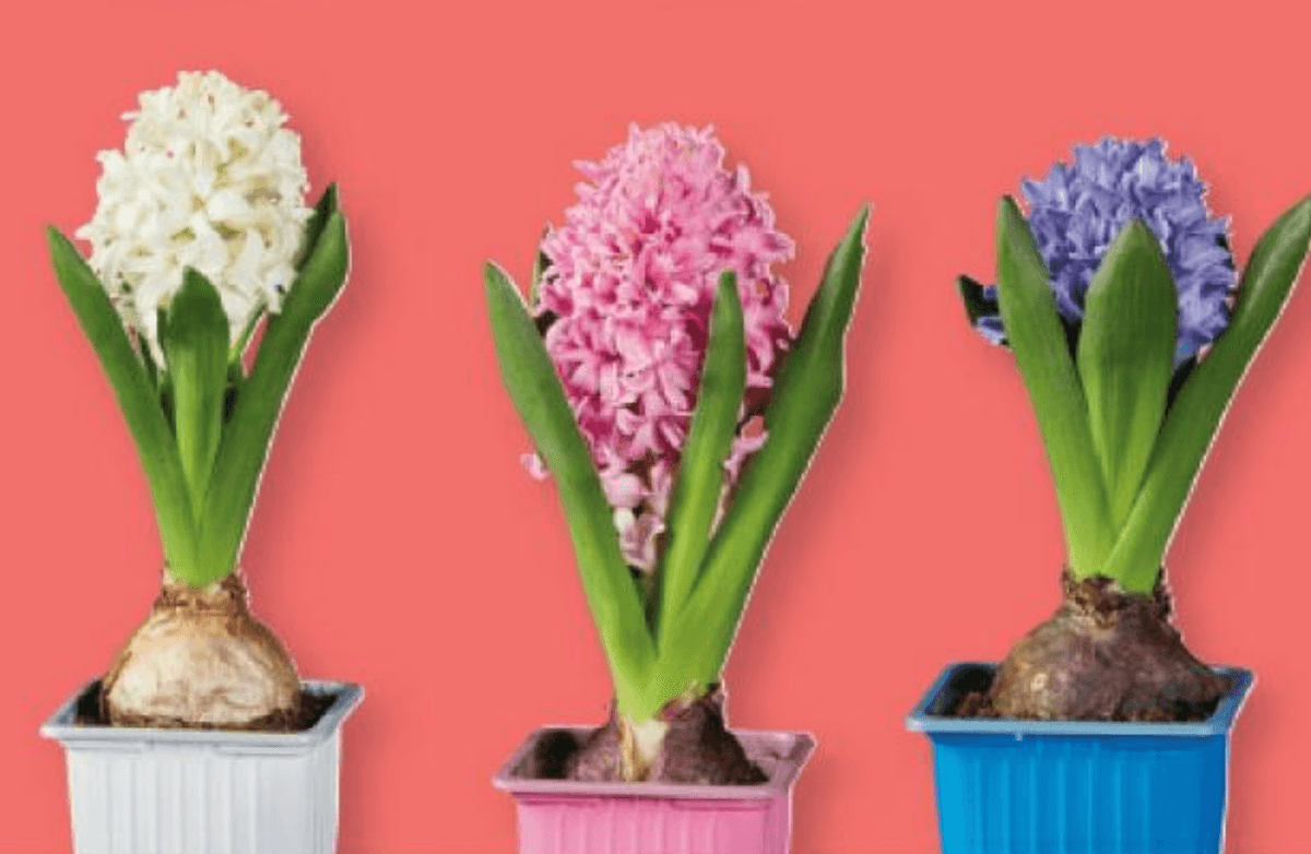 Čebulica hijacinte - Akcija v trgovini Lidl