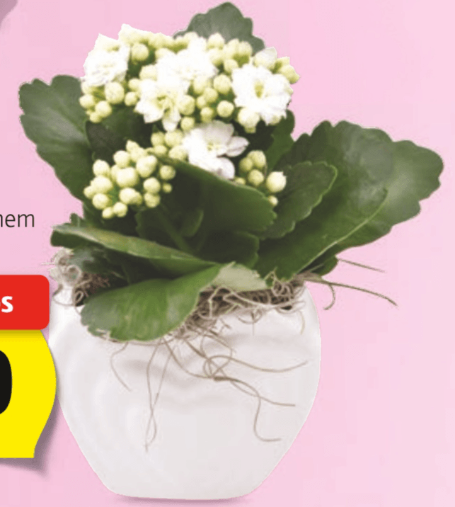 Kalandiva - Akcija v trgovini Hofer