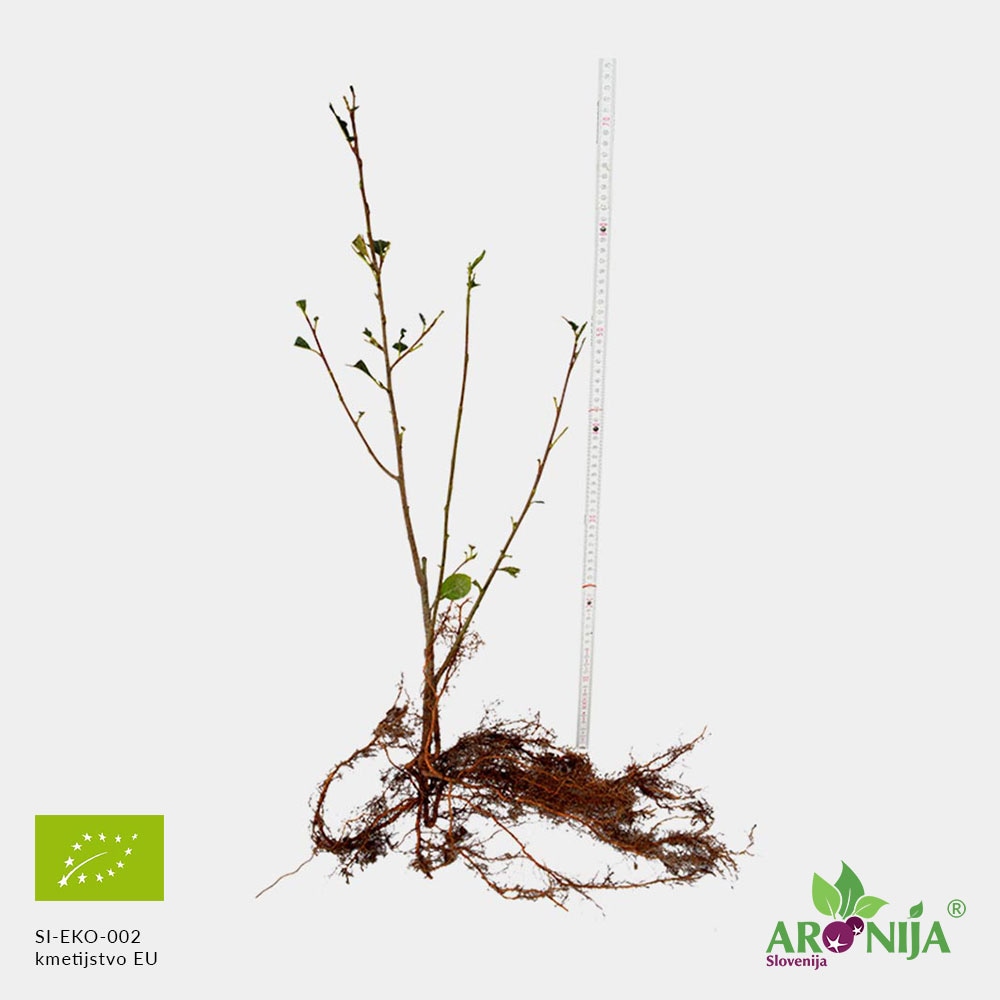 Sadika Aronija - Akcija v trgovini Pevex