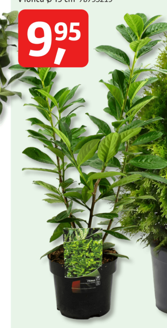 Lovorikovec 'Novita' (lat. Prunus laurocerasus) v loncu Ø 19 cm - Akcija v trgovini Bauhaus