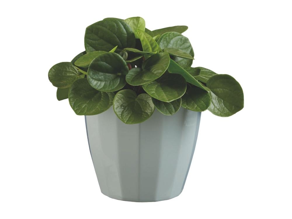 Zelena lončnica - Akcija v trgovini Lidl