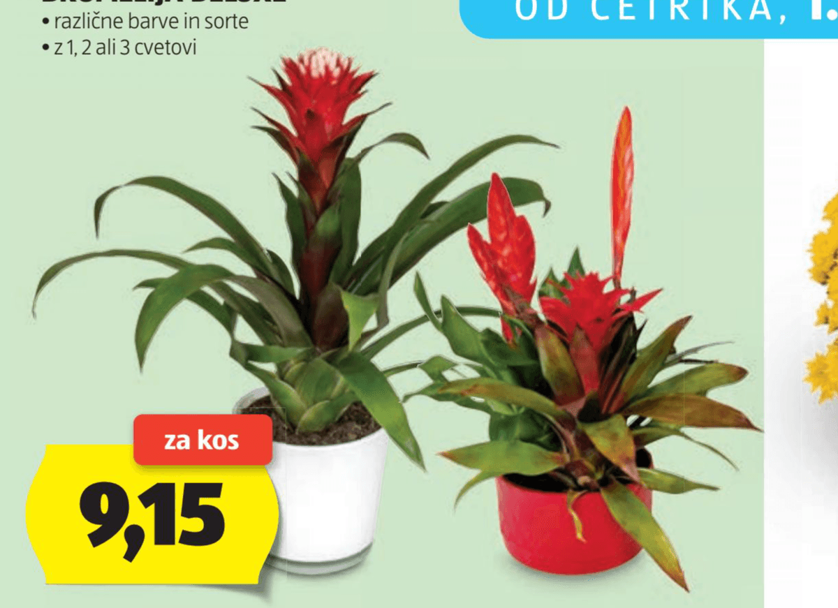Bromelija Deluxe Akcija v trgovini Hofer