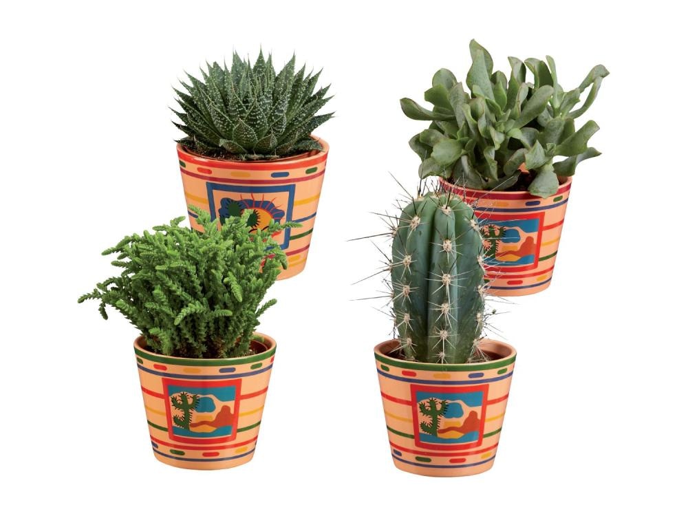 Izbor kaktusov in sukulent - Akcija v trgovini Lidl