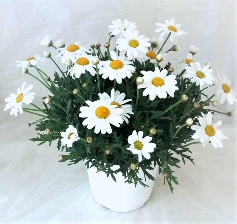 Grmasta marjeta (lat. Argyranthemum frutescens) v lončku Ø 14 cm - Akcija v trgovini Bauhaus