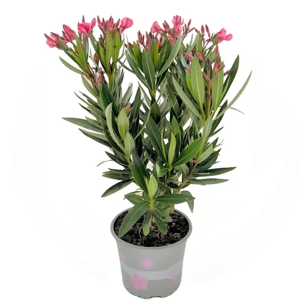 Oleander (lat. Nerium oleander) v loncu Ø 15 cm - Akcija v trgovini Bauhaus