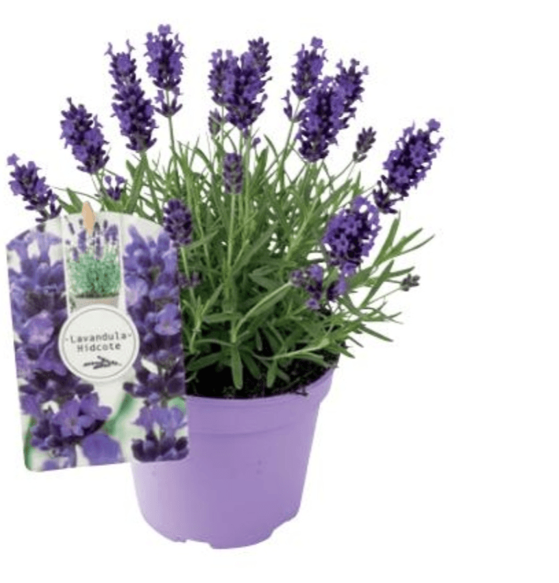 SIVKA OZKOLISTNA HIDCOTE BLUE Ø 17 cm lonček - Akcija v trgovini Merkur