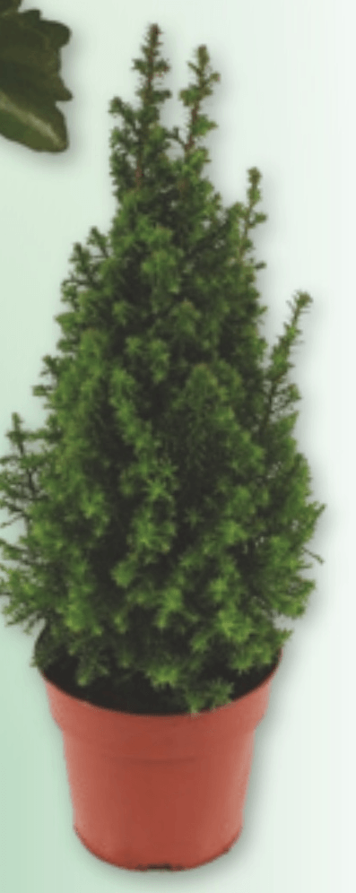 Iglavec v lončku premera 13 cm - Akcija v trgovini Spar