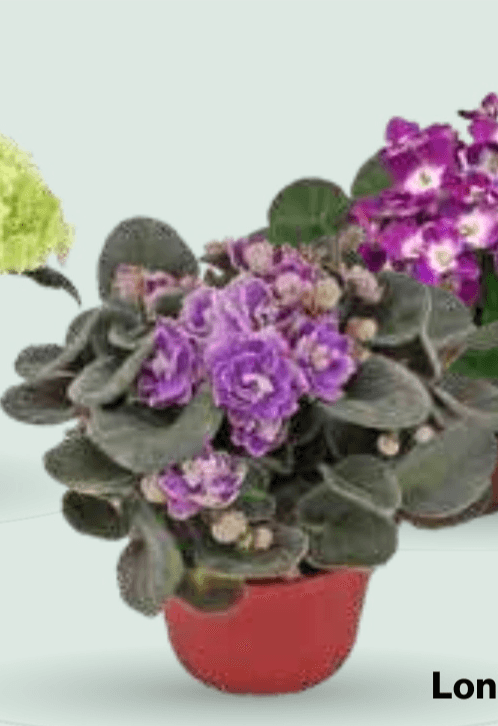 Lončnica vijolica - Akcija v trgovini Mercator