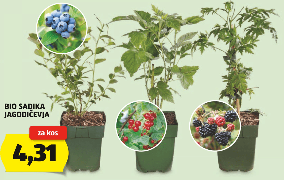Bio sadika jagodičevja - Akcija v trgovini Hofer