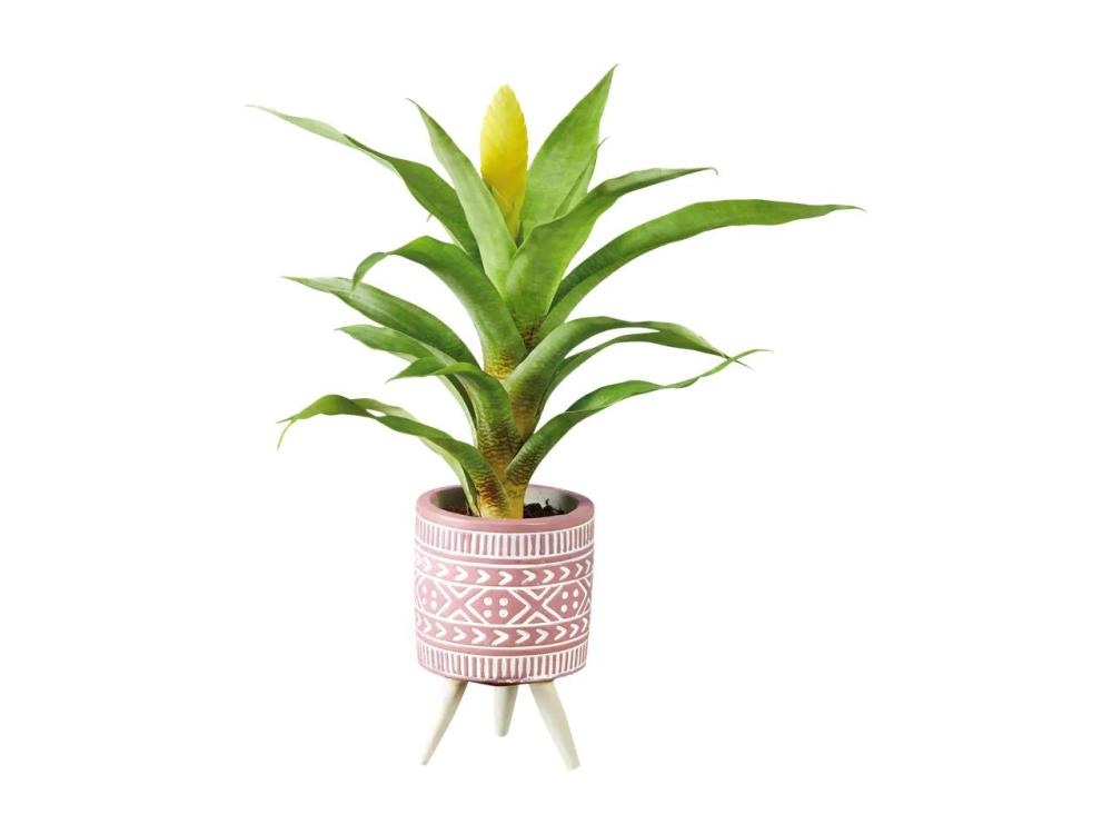 Mini bromelija - Akcija v trgovini Lidl