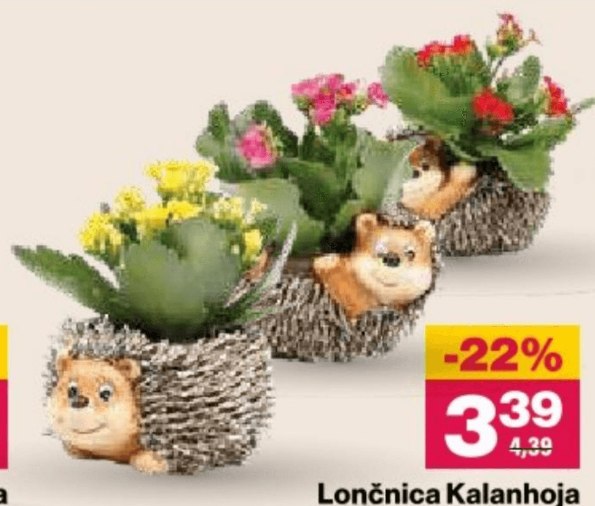 Lončnica Kalanhoja - Akcija v trgovini Mercator