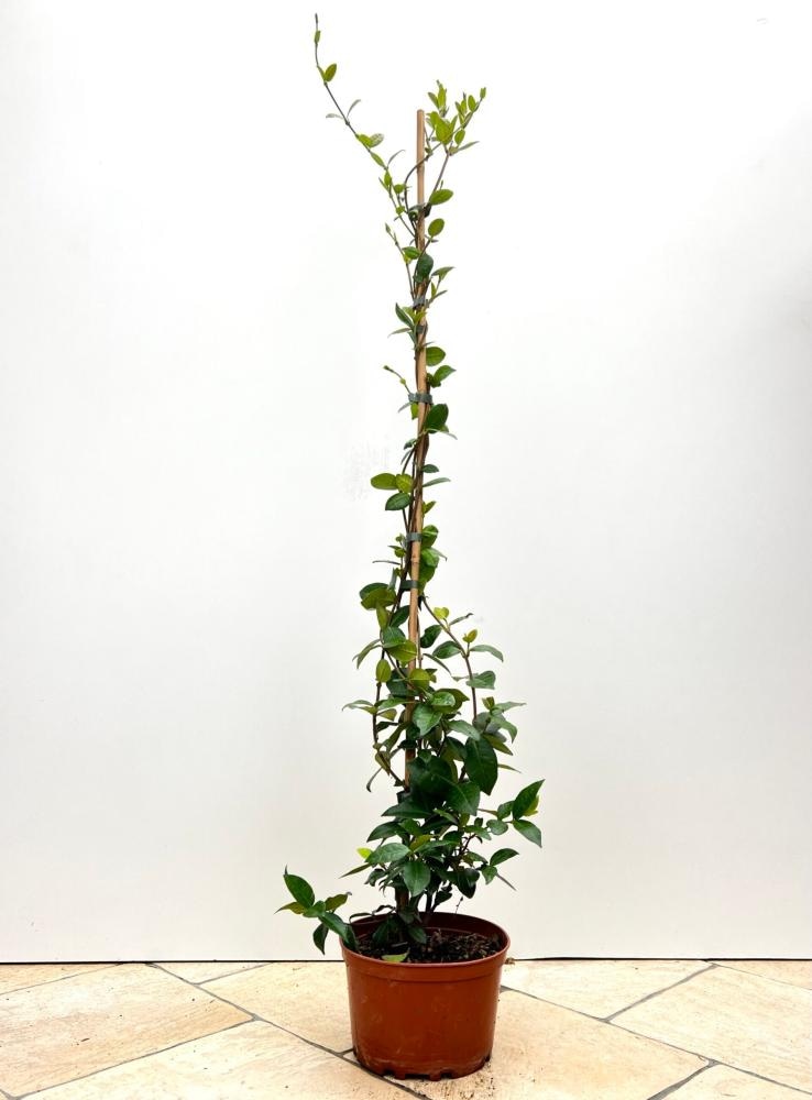 Sadika Trachelospermum Jasminoides 100-125 cm - Akcija v trgovini Pevex