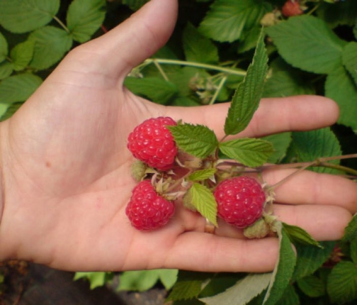 Sadika Maline - Akcija v trgovini Pevex