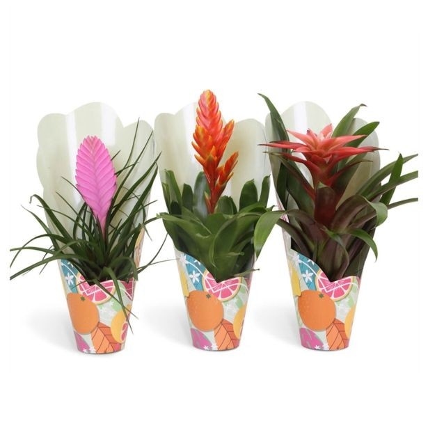 Lončnica Bromelia ø 11 cm Akcija v trgovini Tuš
