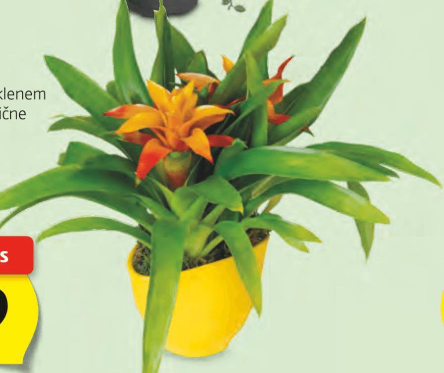 Bromelija - Akcija v trgovini E.Leclerc