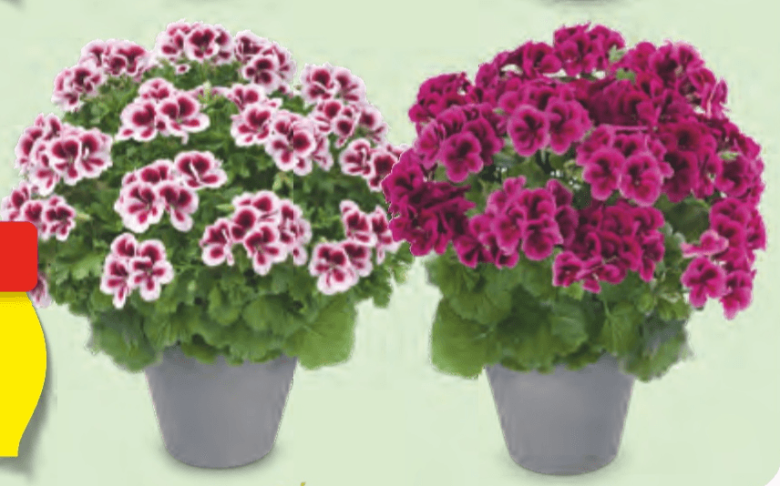 Pelargonije - Akcija v trgovini Hofer
