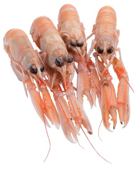 Škampi - Akcija v trgovini Mercator