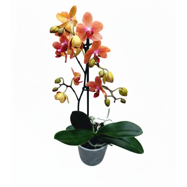 Orhideja Phalaenopsis Sunset Love 12 cm lonček - Akcija v trgovini Merkur