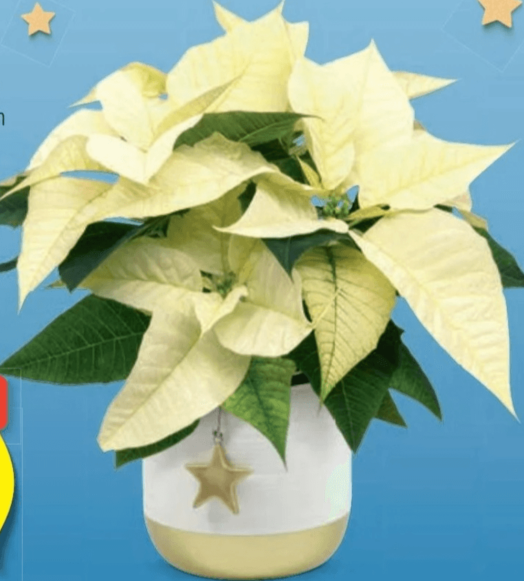 Božična zvezda - Akcija v trgovini Hofer