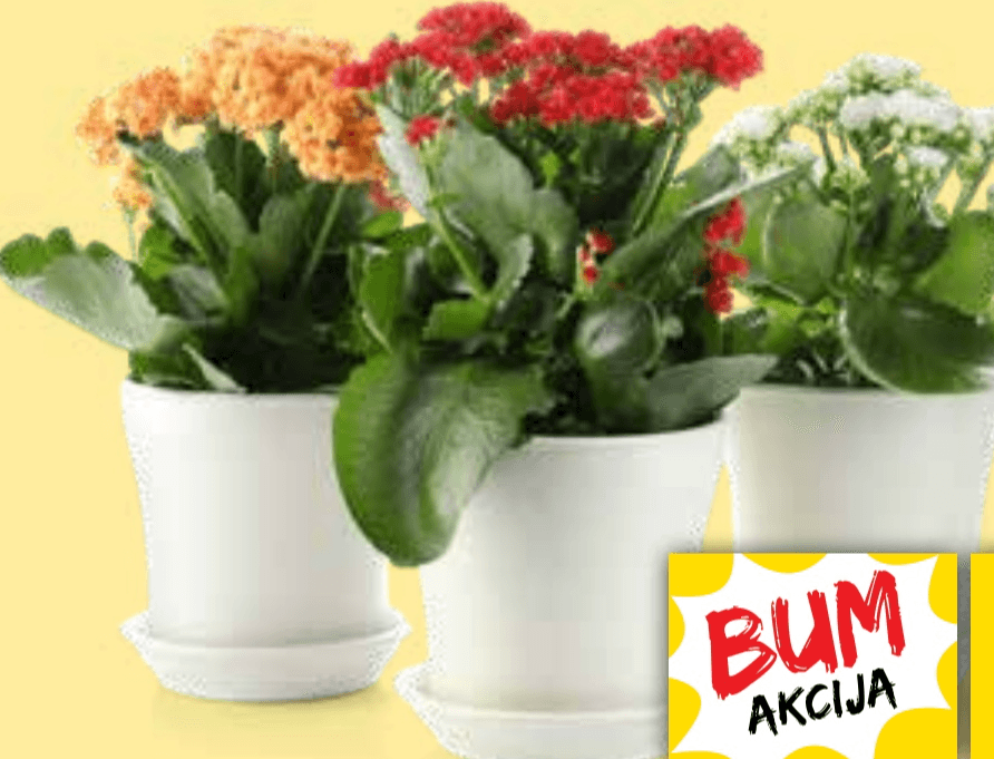 Lončnica Kalanhoja Mix - Akcija v trgovini Tuš