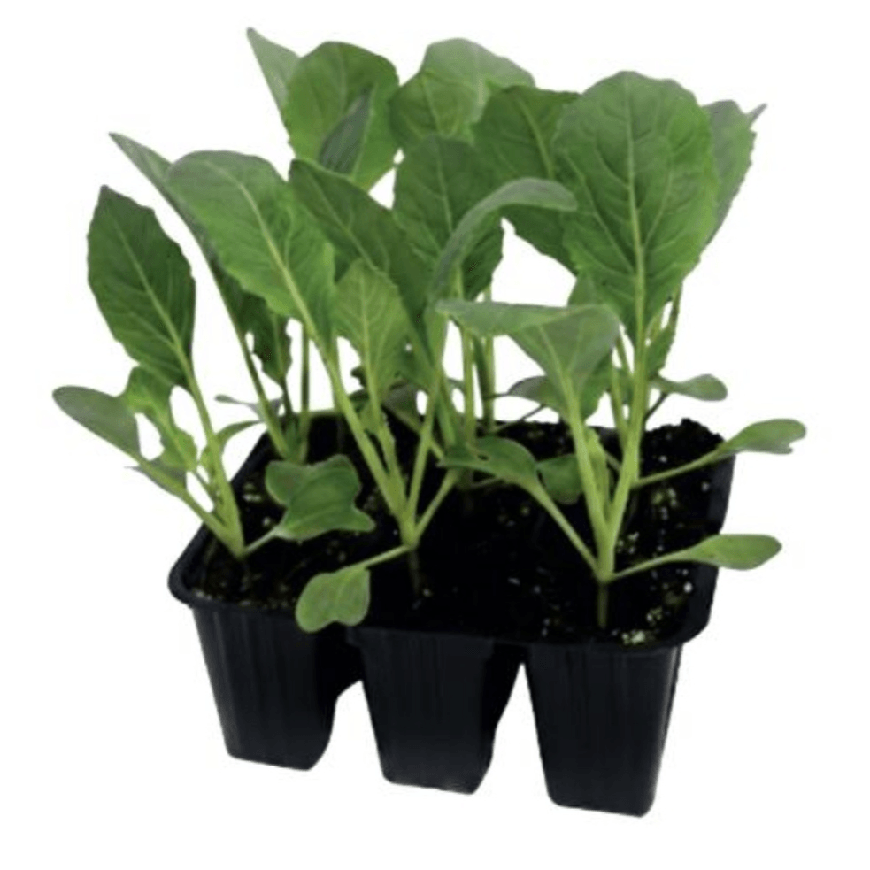 Različne vrste kapusnic 6/1 Zate - Akcija v trgovini Merkur