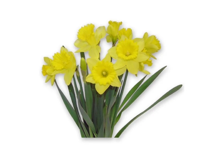 Šopek Narcis 7 cvetov - Akcija v trgovini Spar