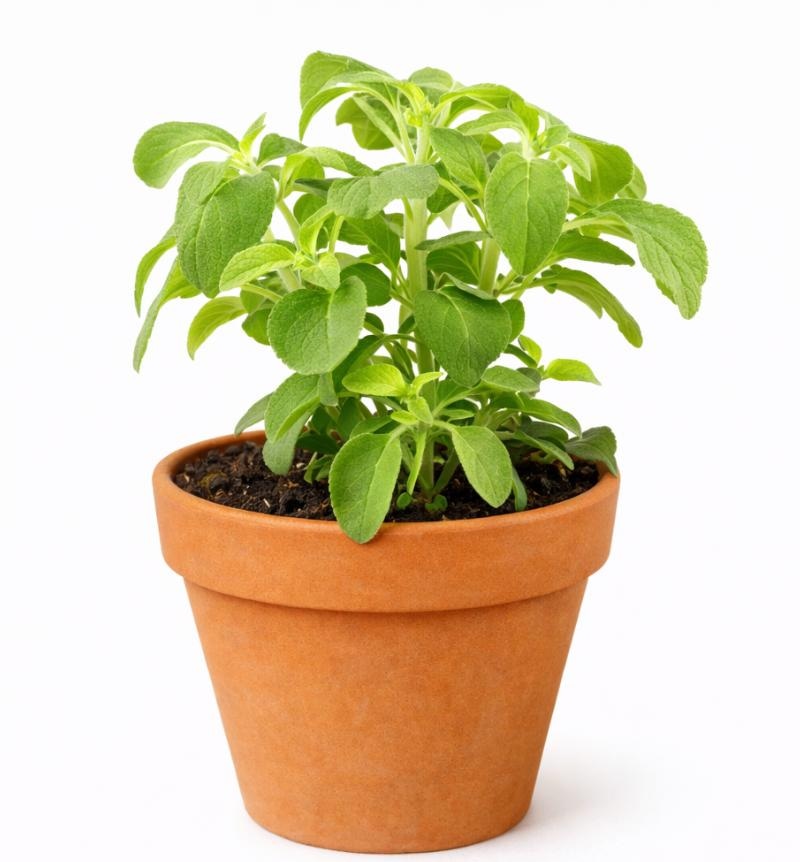 Različna zelišča Ø 12 cm - Akcija v trgovini Merkur