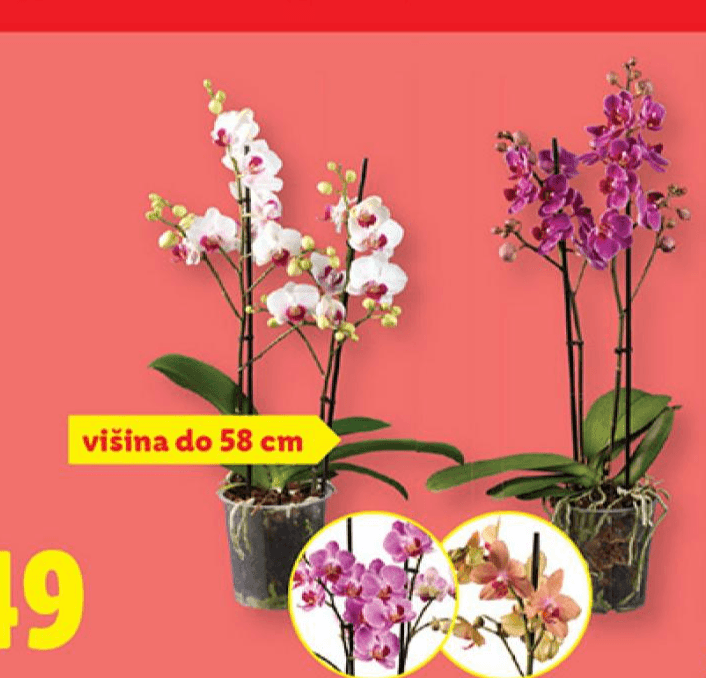 Dvostebelna orhideja Ø pribl. 12 cm, višina do 58 cm - Akcija v trgovini Lidl