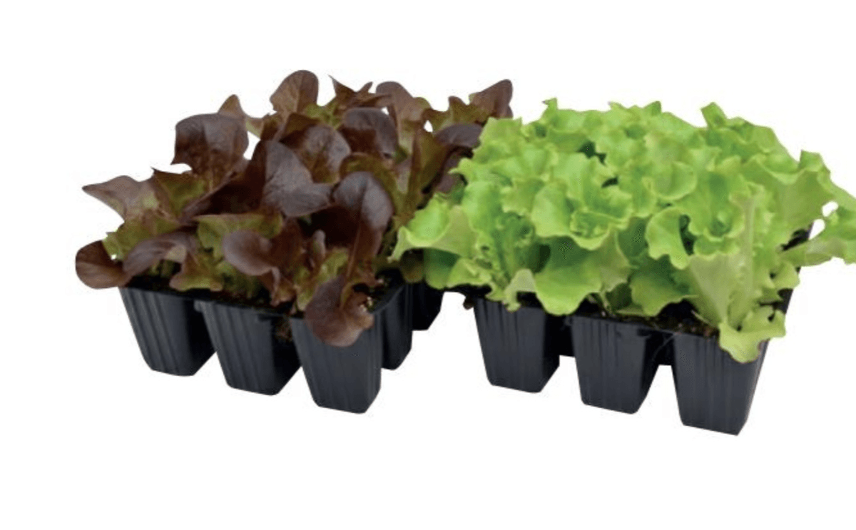 Različne vrste solat 9/1 Zate - Akcija v trgovini Merkur