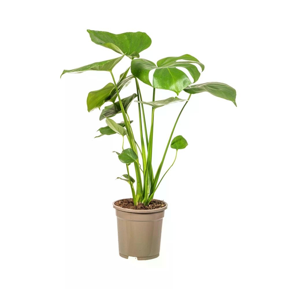 Monstera Tauerrii ø 17 cm lonček - Akcija v trgovini Merkur